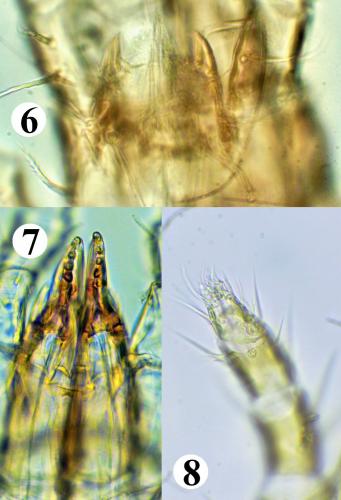 Parasitellus fucorum